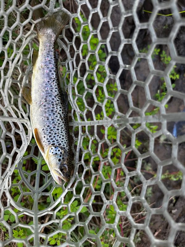 A brown trout lying in a clear rubber landing net over green streamside plants