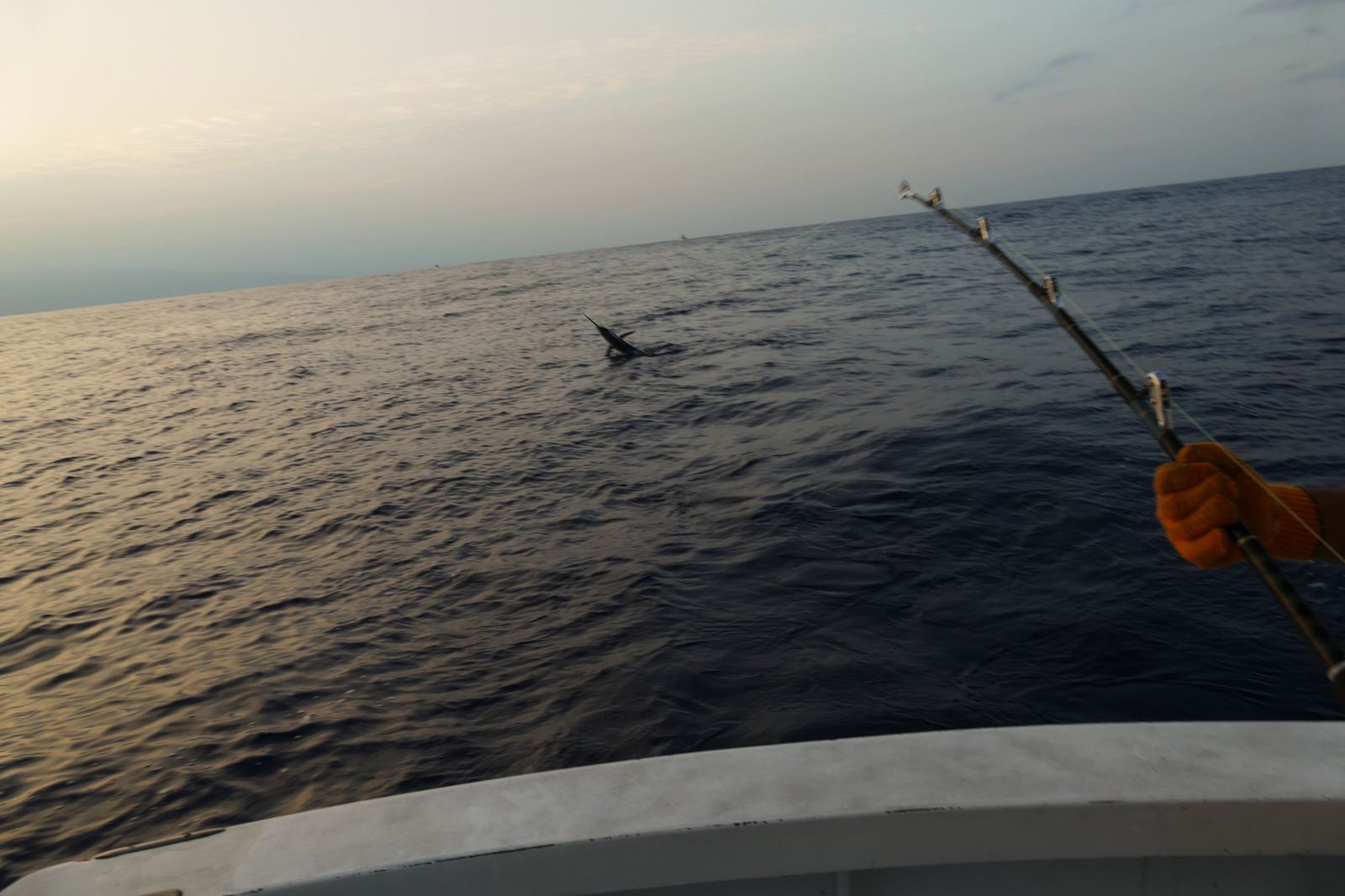 A billfish leaps from dark open water at dawn, a bent rod and gloved hand in the foreground