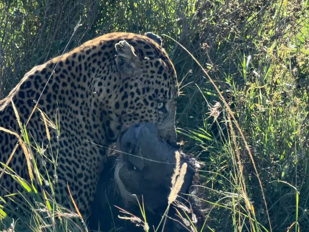 A leopard in tall sunlit grass with a warthog in its jaws